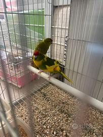 Kakariki Reggio Calabria