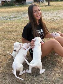 Cuccioli dogo argentino