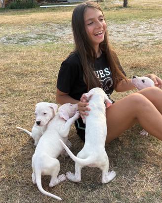 Cuccioli dogo argentino