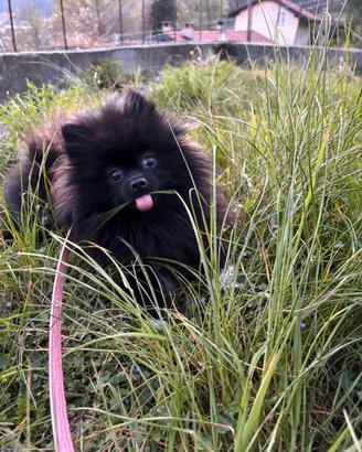 Volpino POMERANIA cucciola FEMMINA NERA 10 MESI
