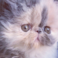 Cuccioli di Gatto Persiano