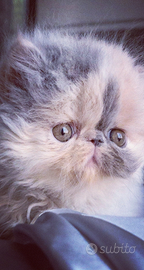 Cuccioli di Gatto Persiano