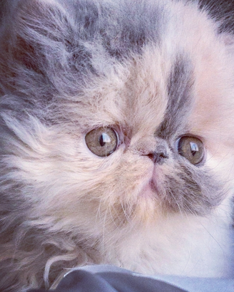 Cuccioli di Gatto Persiano