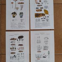Litografie Botanica Zoologia 1831 Batelli Firenze