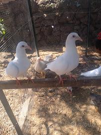 Colombe