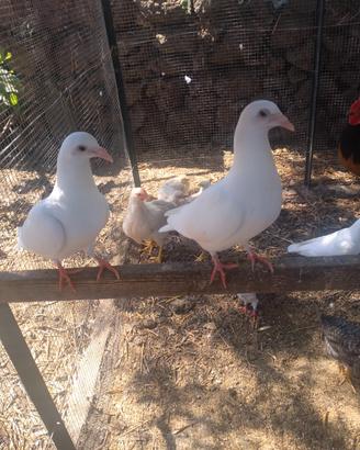 Colombe