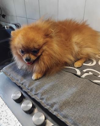 spitz piccolo pomerania maschio  da borsetta 