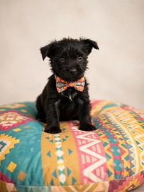 Chihuahua incrocio Spitz toy maschio