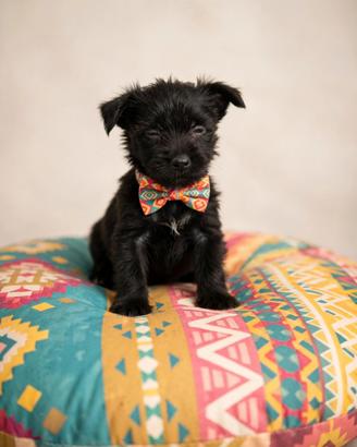 Chihuahua incrocio Spitz toy maschio