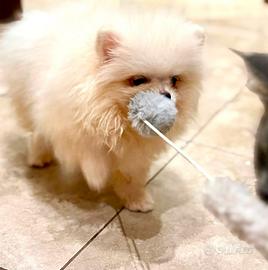 Spitz di pomerania