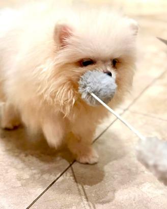Spitz di pomerania