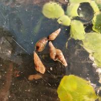 Chiocciola Tropicale Acquario Lumaca Acqua Dolce