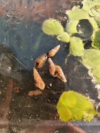 Chiocciola Tropicale Acquario Lumaca Acqua Dolce