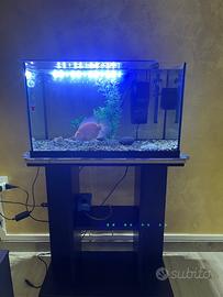 Pesce red parrot