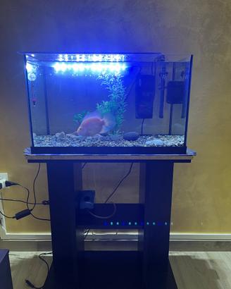 Pesce red parrot