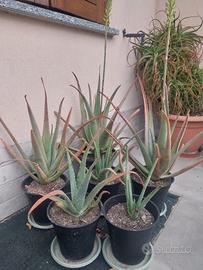 Aloe vera