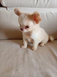 Chihuahua femmina isabella