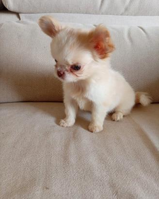Chihuahua femmina isabella