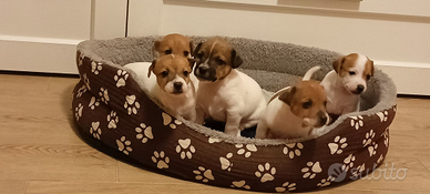 Cuccioli di Jack Russell