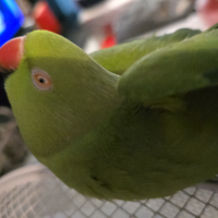 Parrocchetto dal collare