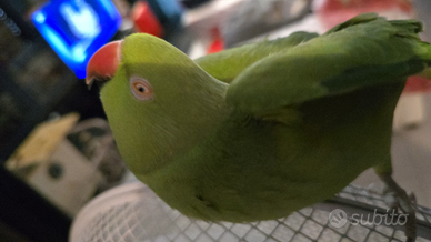 Parrocchetto dal collare