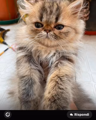 Cucciolo persiana golden shaded con pedigree
