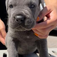 Cane corso cuccioli