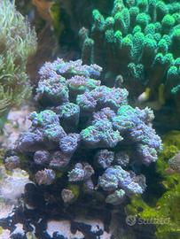 Corallo duncanopsamia