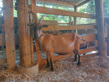Capre camosciate delle alpi