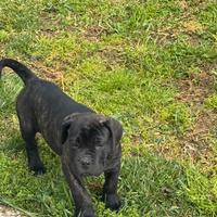 Cucciola di cane corso