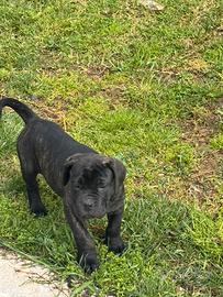 Cucciola di cane corso