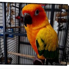 Coppia Conuri del Sole