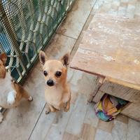 Chihuahua