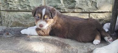 Cucciolo di pastore australiano
