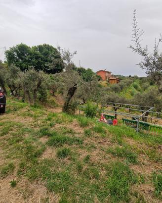 Giucano Uliveto fronte strada 1500 mq ampie piane