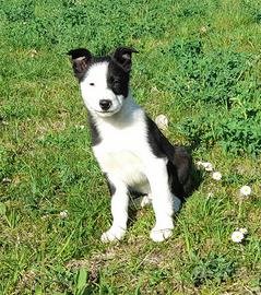 Border collie linea da lavoro