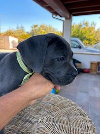 Cane corso