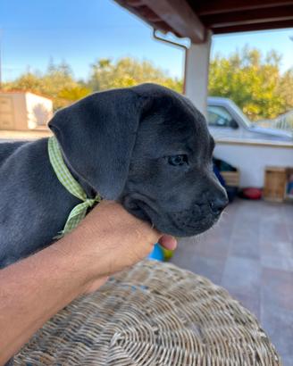 Cane corso