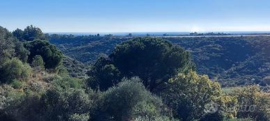 Casetta con oliveto vista mare