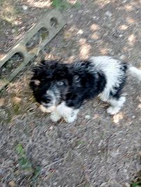 Cucciola da tartufi