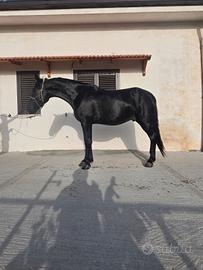 Cavalli da trekking