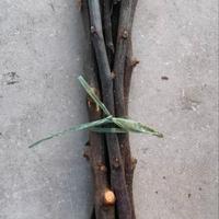 Rametti in legno naturale per roditori o fai-da-te