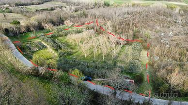 Terreno agricolo con ulivi