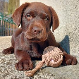 Cucciolo di labrador chocolate maschio