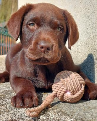 Cucciolo di labrador chocolate maschio