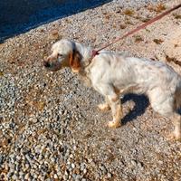 Setter inglese da compagnia