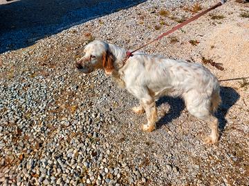 Setter inglese da compagnia
