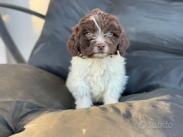 Lagotto romagnolo