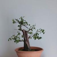 Bonsai Prunus Cerasifera