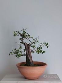 Bonsai Prunus Cerasifera